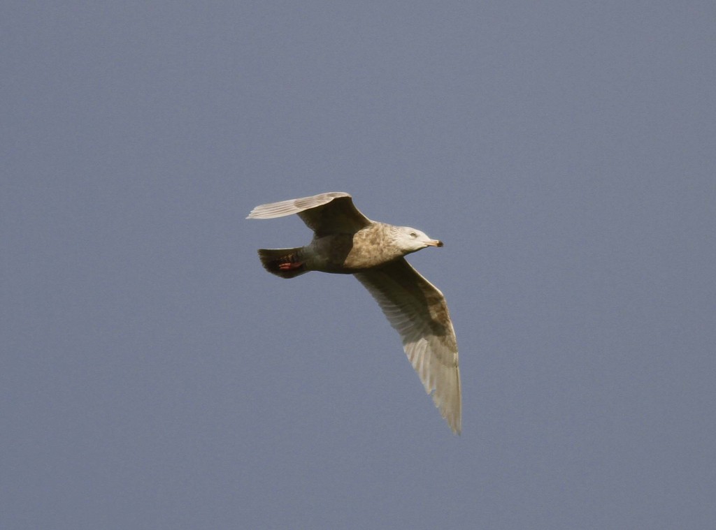 Glaucous Gull North Landing - photo John Beaumont