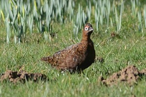 Flamborough's first Red Grouse - photo Andy Hood