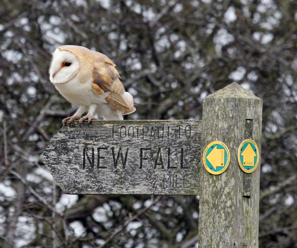 Barn Owl - Flamborough Head 2013  (photo R Baines)