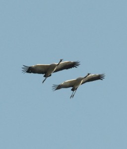 Common Cranes over Buckton - photo Geoff Carr