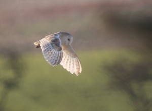 Barn Owl at Buckton - photo Paul Reed