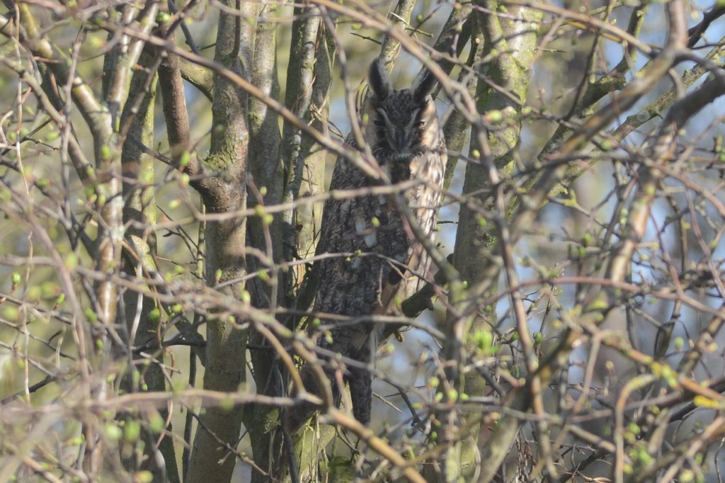 Long-eared Owl (A Hood)