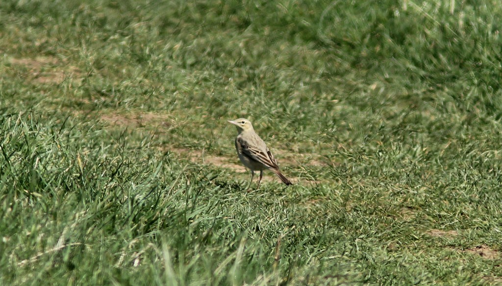 Tawny Pipit (S Routledge)