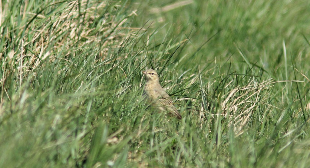 Tawny Pipit (S Routledge)