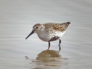 Dunlin, Andy Hood
