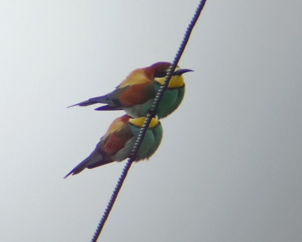EuropeanBee-eaters, Lighthouse Road, Andy Hood