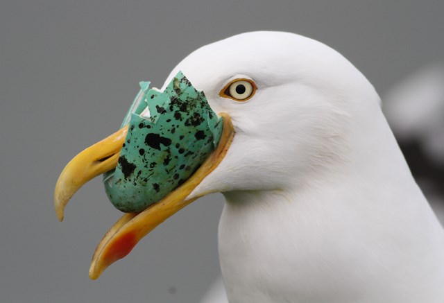 Herring Gull, caught in the act! (C Mellor)