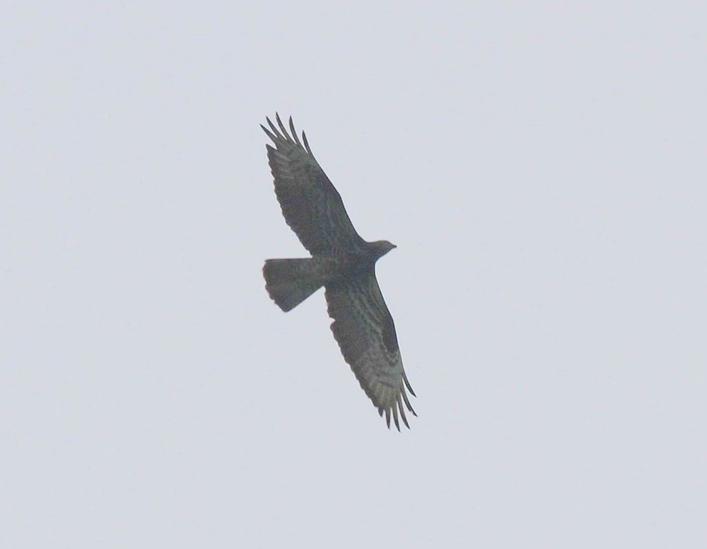 Honey Buzzard over Grange farm, Flamborough village 24th May, John Beaumont. Compare the wing tip pattern which is more male-like, with the female from yesterday (scroll down for photo)