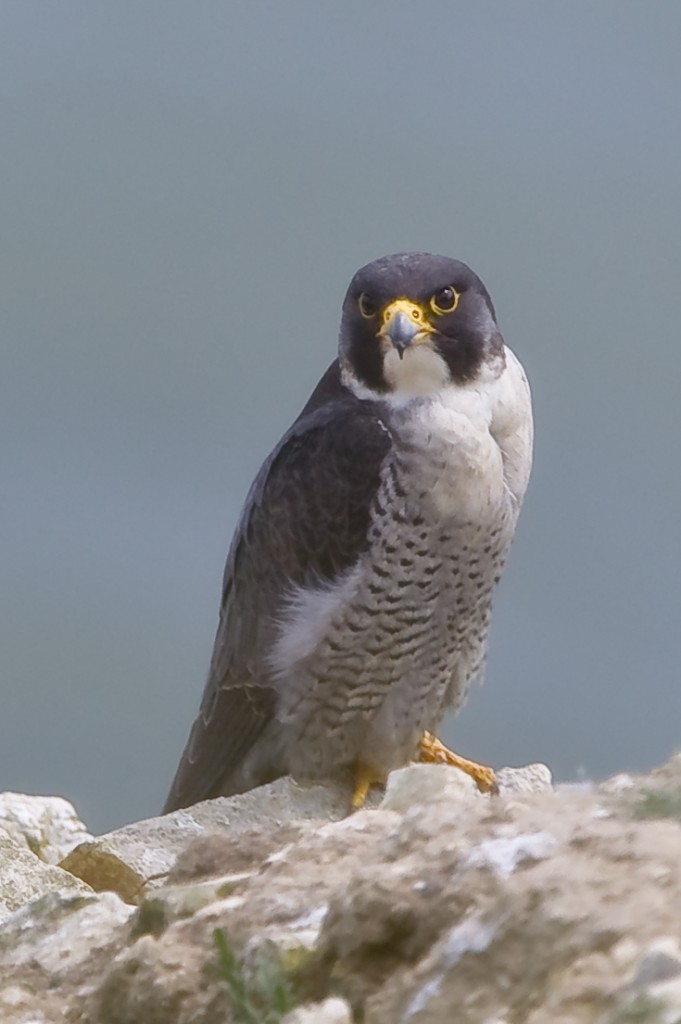 Peregrine on outer head by Andrew Allport 