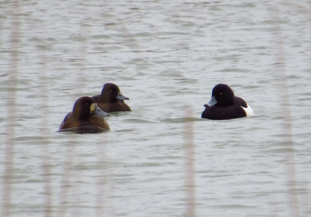Scaup with Tufted Ducks (B Richards)