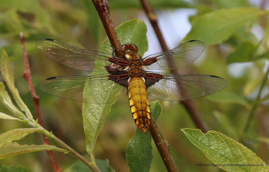 Broad-bodied Chaser, Old Fall. Richard Baines