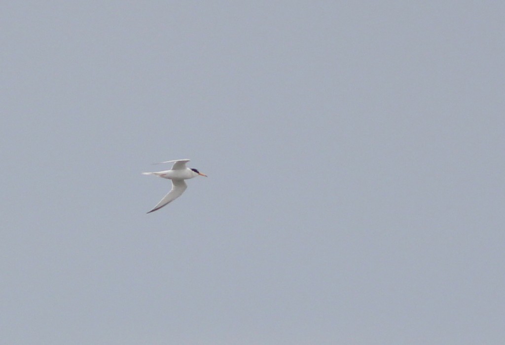 Little Tern (M Pearson)