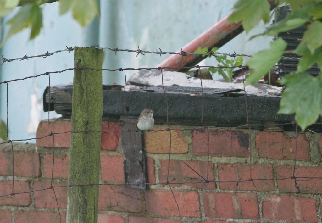 Spotted Flycatcher. one of nine recorded
