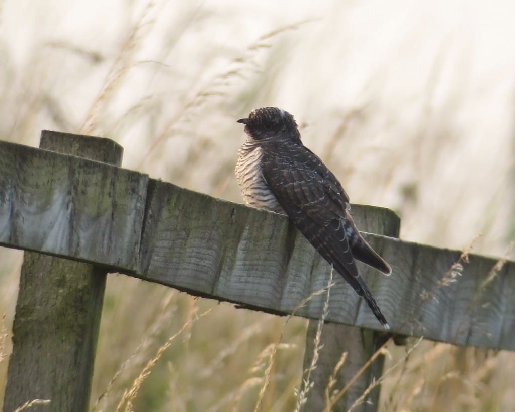 Cuckoo at Thornwick, by Craig Thomas