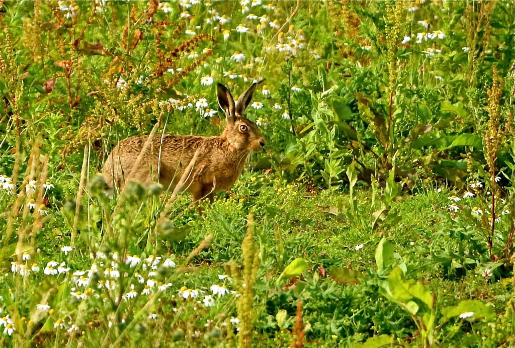 Hare at Thornwick, by Tony Simpson
