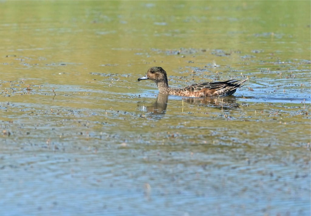 Wigeon, Thornwick Pool, by Tony Simpson