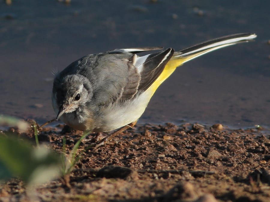 Grey Wagtail, Thornwick Pool, by Martin Garner