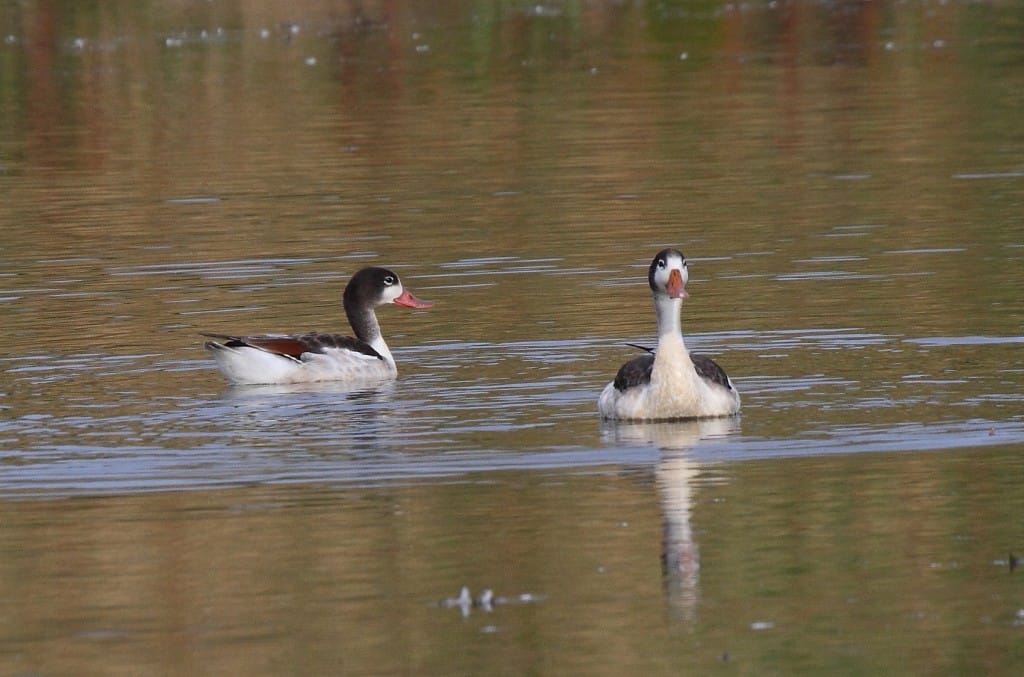 Shelduck, Thornwick Pool, by Alan Walkington