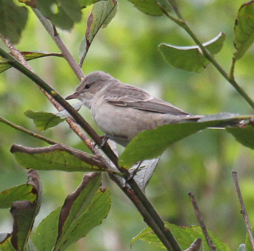 Barred Warbler in Selwick's Bay, by Lee Johnson