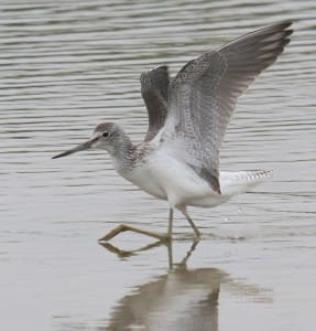 Greenshank at Thornwick Pool, by Lee Johnson