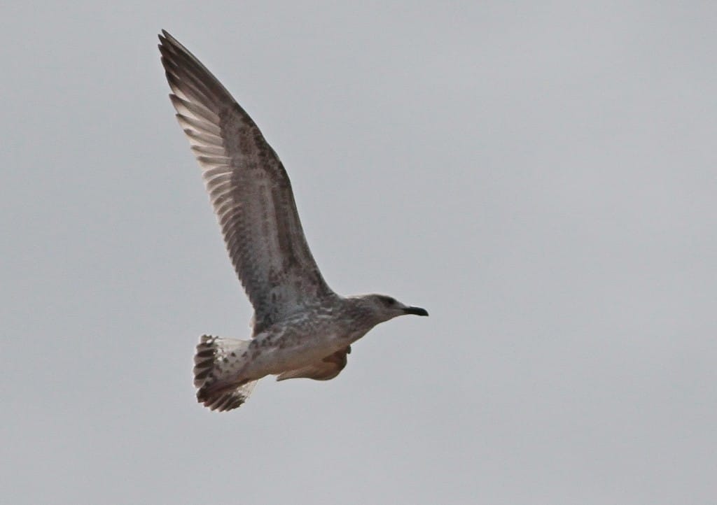 1st winter Caspian Gull. Martin Garner