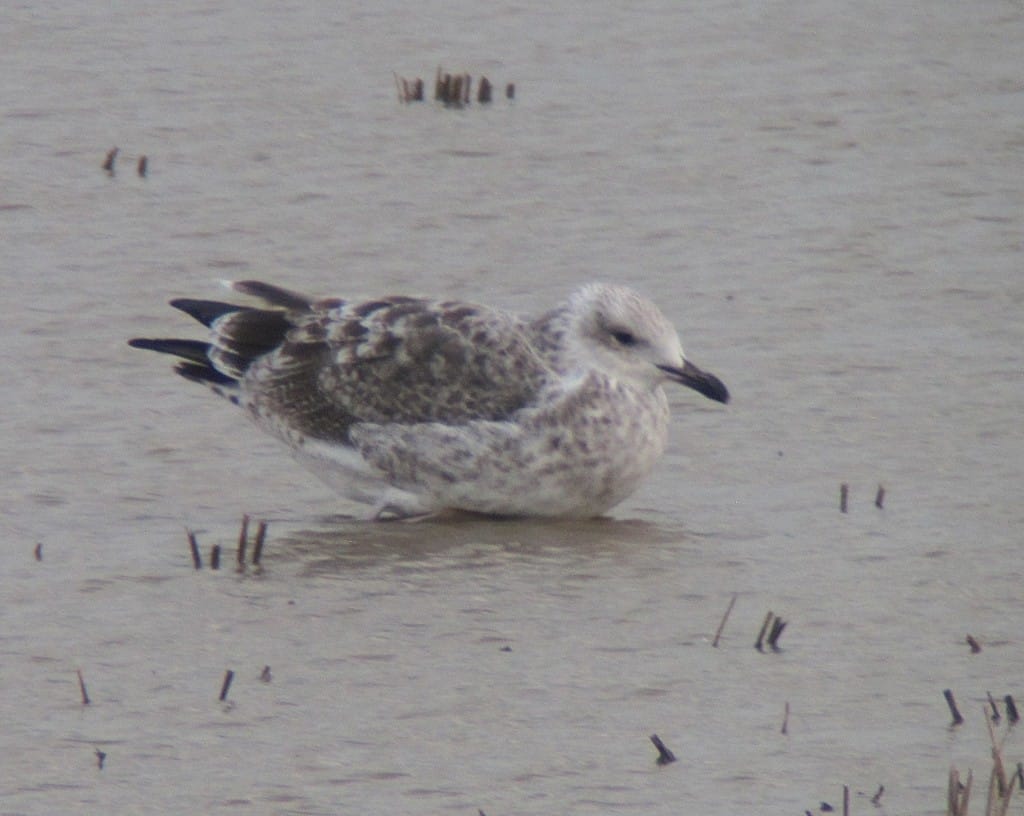 1st summer (2cy) Yellow-legged Gull. Martin Garner