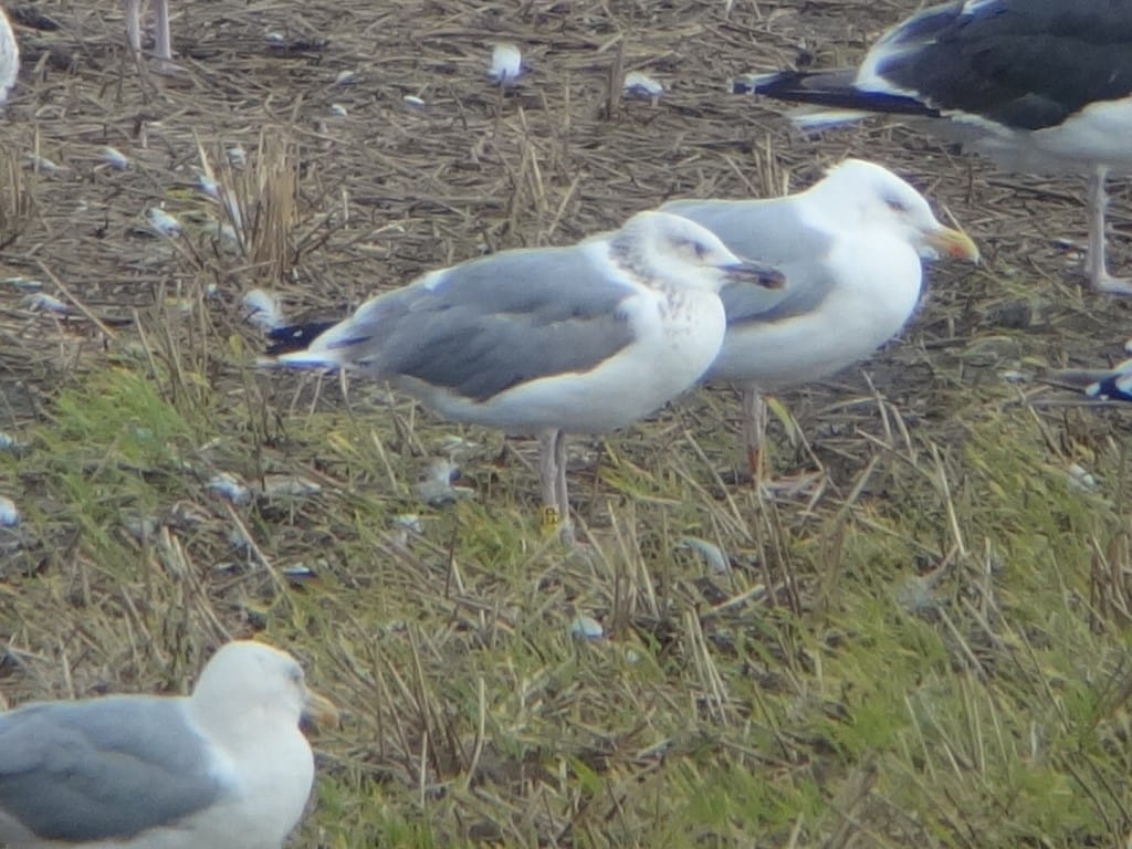 4th yr ringed Caspian Gull by Andy Hood