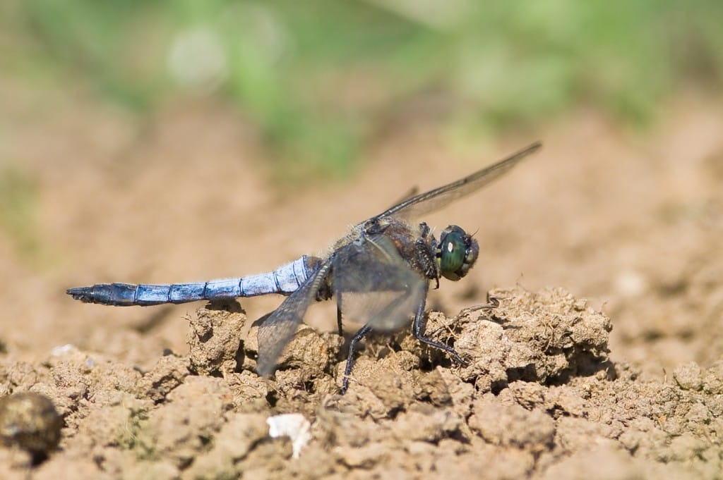Black-tailed Skimmer, Outer Head, by Andrew Allport