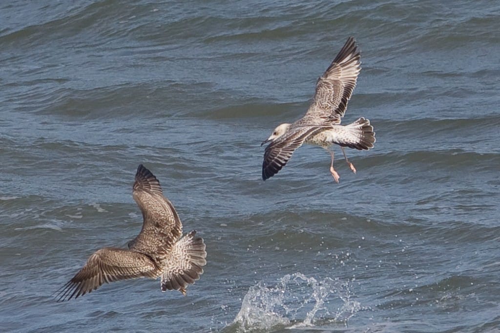 Juvenile Caspian Gull, Outer Head, 26th August, Andrew Allport