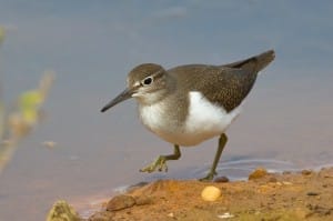 Common Sandpiper by Andrew Allport