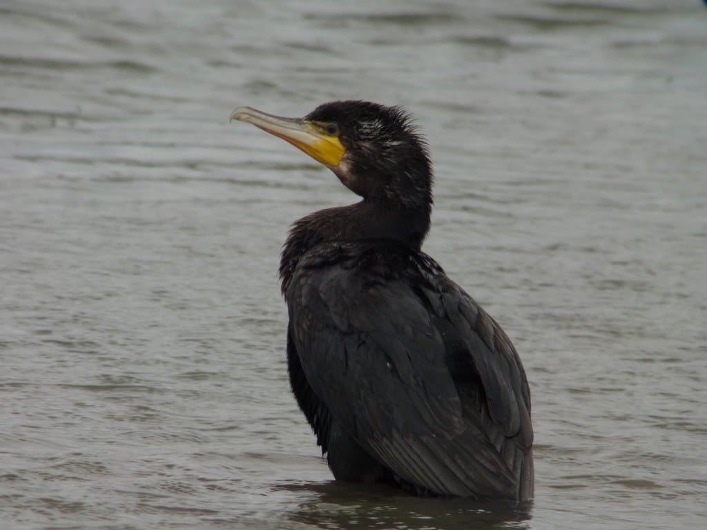 "sinensis" Cormorant by Andy Hood