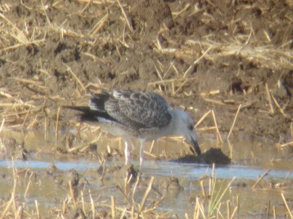 Juvenile Caspian Gull, Ocean View on 11th August. Andy Hood