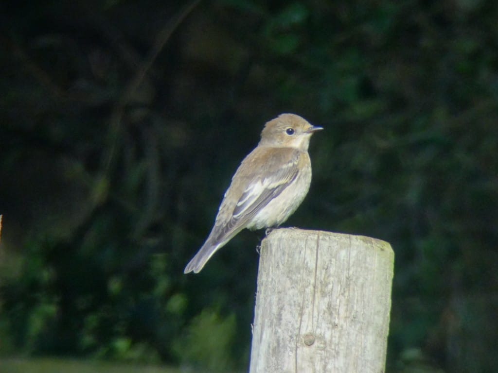 Pied Flycatcher at South Landing, by Andy Hood