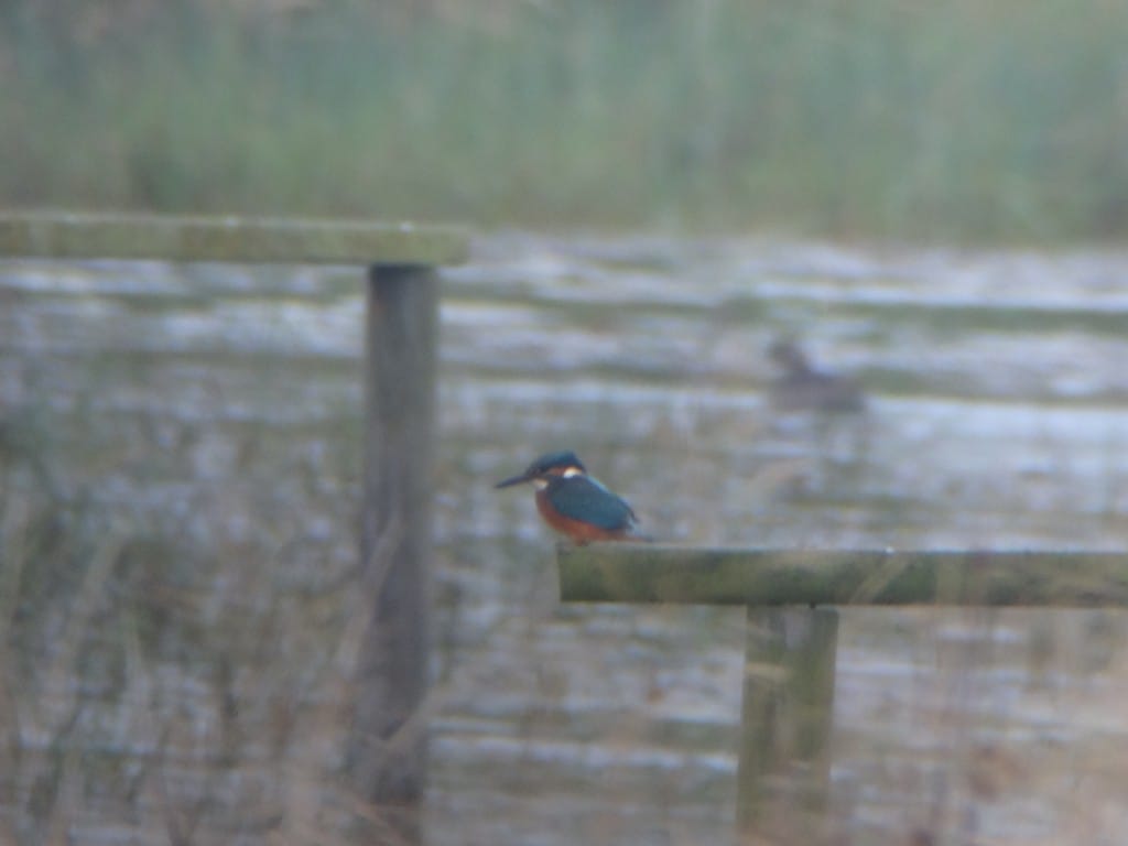 Kingfisher at North Marsh, by Andy Hood