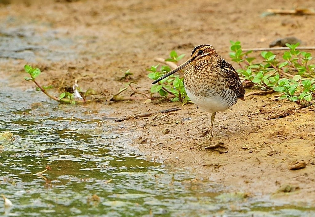 Common Snipe, Thornwick Pool, by Anthony Simpson