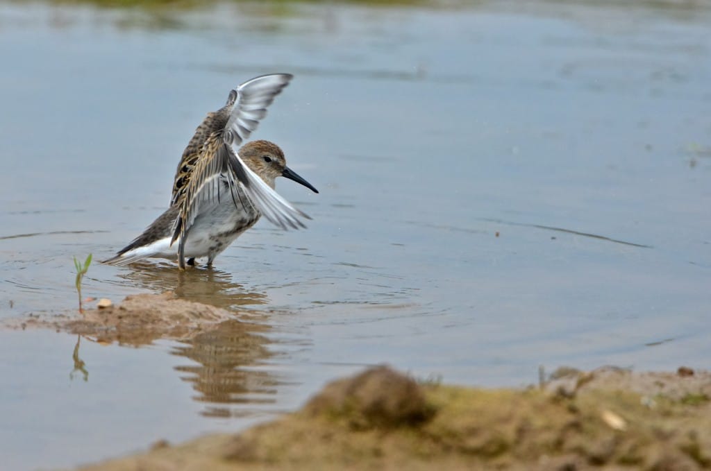 Dunlin, Thornwick Pool, by Anthony Simpson