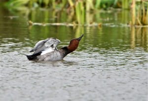 Male Pochard by Anthony Simpson