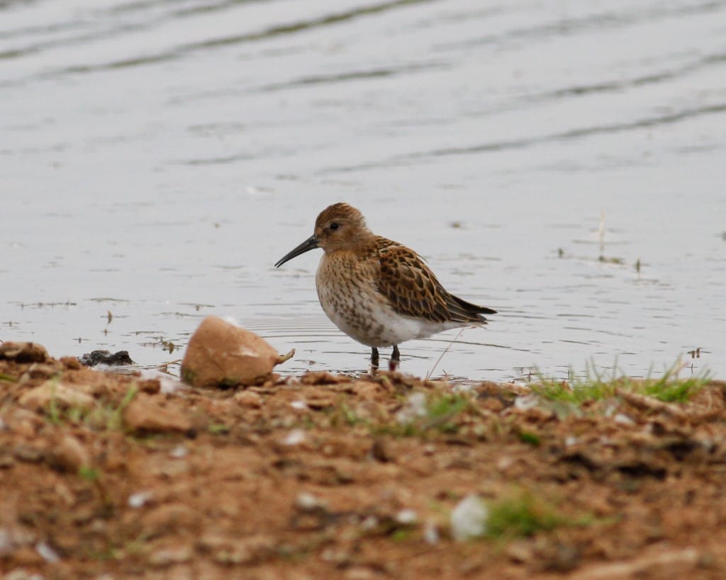 Dunlin, Thornwick Pool by Dave Aitken