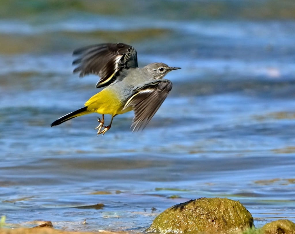 Grey Wagtail. Tony Simpson