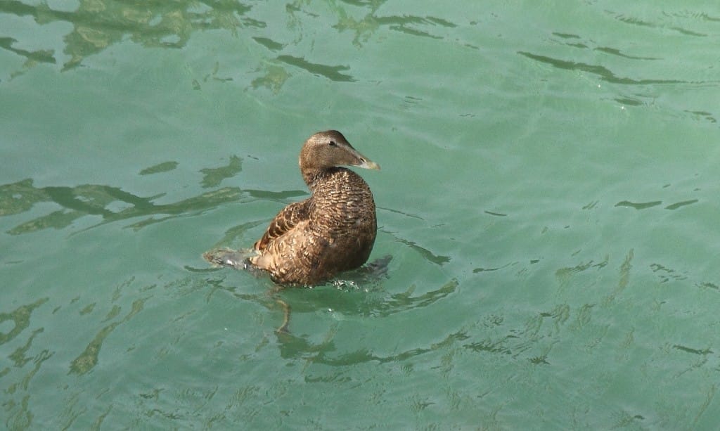 Eider, off Outer Head, by Alan Walkington