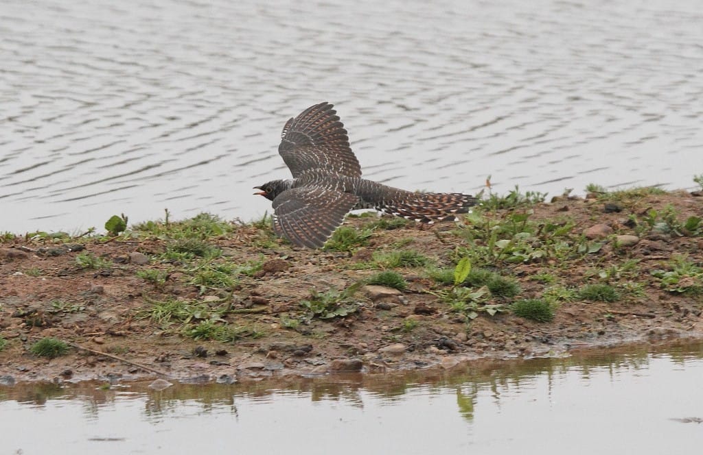 Cuckoo, Thornwick Pool, by Alan Walkington