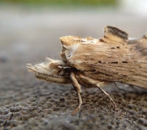 Pale Prominent by Richard Baines