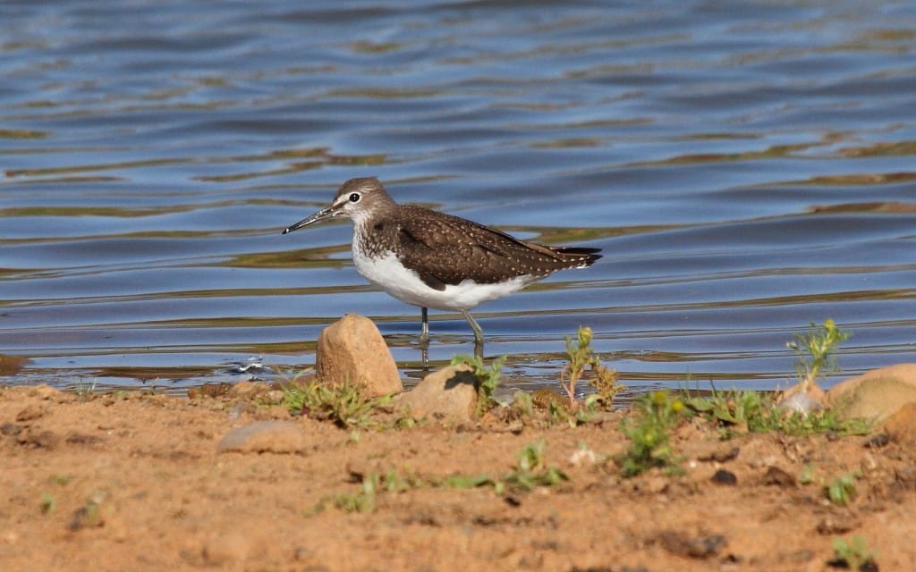 Green Sandpiper, Thornwick Pool, Alan Walkington
