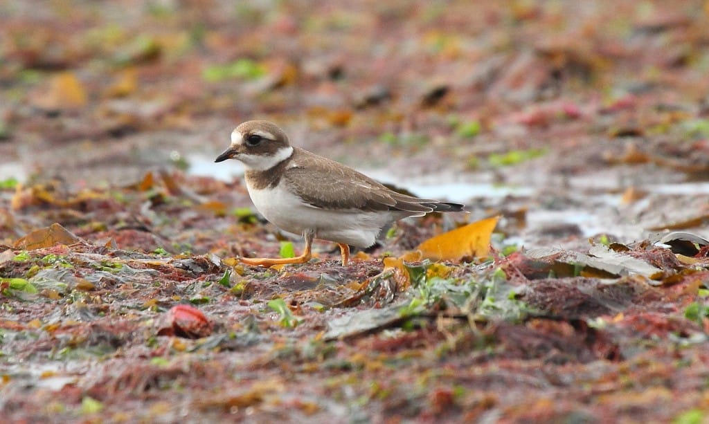 Juvenile Ringed Plover, South Landing, by Alan Walkington