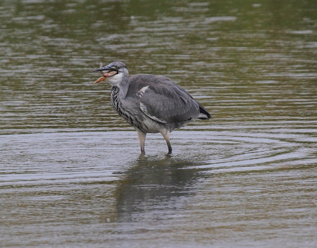 Grey Heron at Thornwick Pool by Alan Walkington