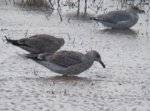 juv Caspian Gull by Martin Garner