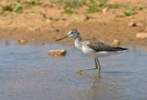 Juv Greenshank Tony Simpson