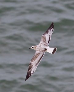 Juv Mediterranean Gull by Andrew Allport