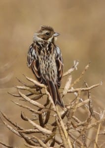 Reed Bunting at Buckton, by Paul Reed