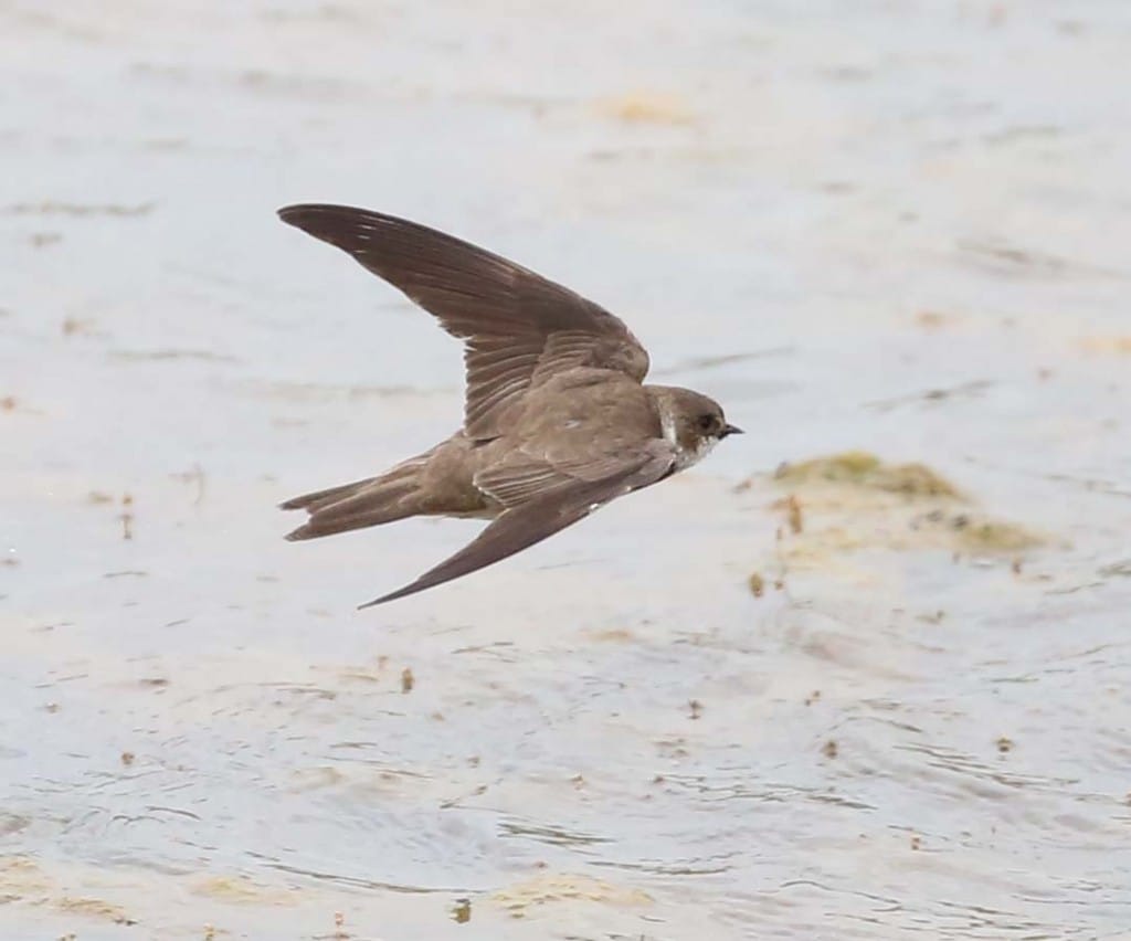 Sand Martin, Thornwick Pool, by Richard Baines